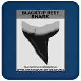 GR BLACKTIP REEF T C