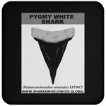 GR PYGW T C