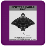 SPOTTED EAGLE RAY C