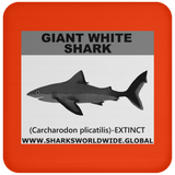 SSP GIANT WHITE C