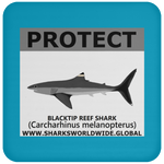 PRS BLACKTIP REEF V2 C