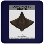 LONG NOSED SKATE C