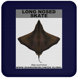 LONG NOSED SKATE C