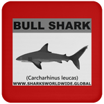 SSP BULL SHARK C