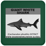 SSP GIANT WHITE C