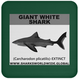 SSP GIANT WHITE C