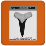 GR OTODUS T C