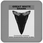 GR GWS T V6 C