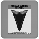 GR GWS T V6 C