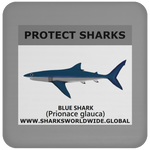 PRS BLUE SHARK V1 C