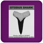 GR OTODUS T C