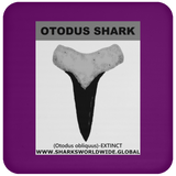 GR OTODUS T C