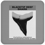 GR BLACKTIP REEF T C