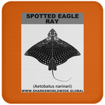 SPOTTED EAGLE RAY C