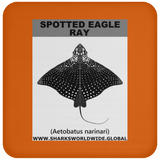 SPOTTED EAGLE RAY C