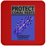 PCRS S EGG C