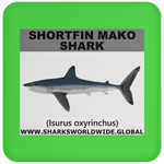 SSP SHORTFIN C