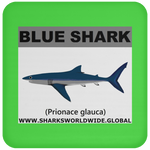 SSP BLUE SHARK C