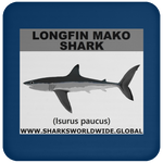 SSP LONGFIN C