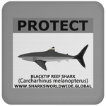 PRS BLACKTIP REEF V2 C