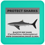 PRS BLACKTIP REEF V1 C