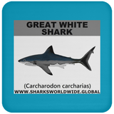 SSP GREAT WHITE C