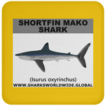 SSP SHORTFIN C