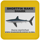 SSP SHORTFIN C
