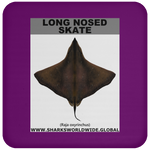 LONG NOSED SKATE C