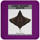 LONG NOSED SKATE C