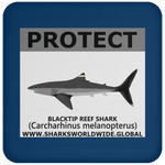 PRS BLACKTIP REEF V2 C