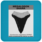 GR MEGALODON T C