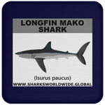SSP LONGFIN C