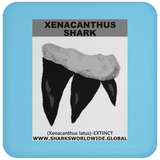 GR XENACANTHUS T C