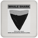 GR WHALE S T C