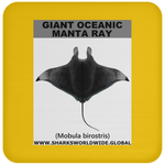 G OCEANIC MANTA C