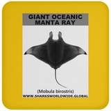 G OCEANIC MANTA C