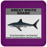 SSP GREAT WHITE C