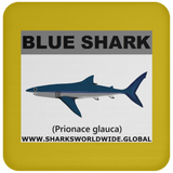 SSP BLUE SHARK C