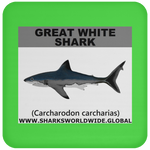 SSP GREAT WHITE C