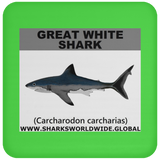 SSP GREAT WHITE C
