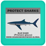 PRS BLUE SHARK V1 C