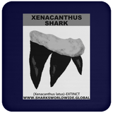 GR XENACANTHUS T C