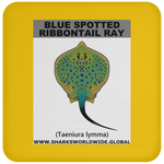 GR BS RIBBONTAIL C