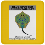 GR BS RIBBONTAIL C