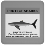 PRS BLACKTIP REEF V1 C