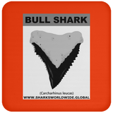 GR BULL SHARK T C