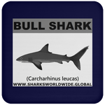 SSP BULL SHARK C