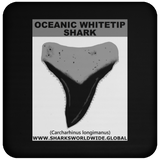 GR OCEANIC WT T C