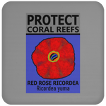 PCRS ROSE C
